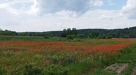 В Гродненской области уничтожено более 160 кг дикорастущего мака за полторы недели