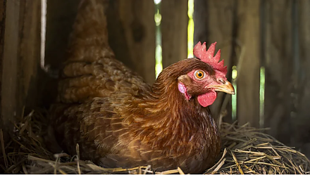 Оберегайтесь Василиска в Куриный праздник: народные приметы на 15 января