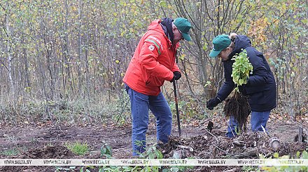 Задел на будущее, важный ресурс для следующих поколений. Карпенко об акции "Дай лесу новае жыццё!" 