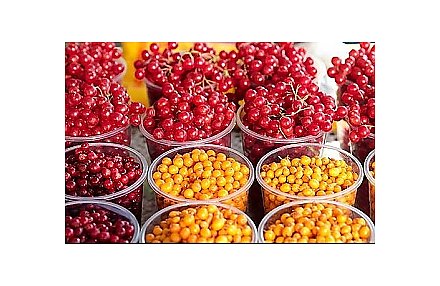 Белкоопсоюз увеличил заготовку клюквы и брусники в 3,6 раза, картофеля - в полтора