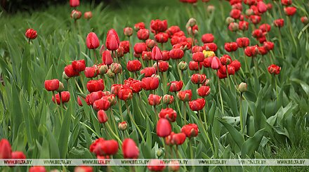 Поля тюльпанов, необитаемый остров. Что нового предлагают туристам в Беларуси