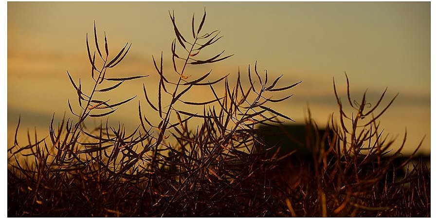 Минсельхозпрод: урожайность маслосемян озимого рапса не ниже прошлогоднего