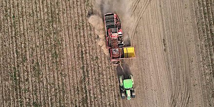 Более 500 тыс. тонн картофеля накопано в Беларуси