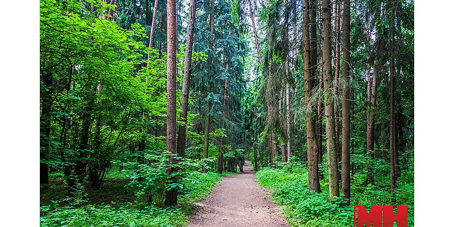 В более чем 100 районах Беларуси сохраняются запреты и ограничения на посещение лесов
