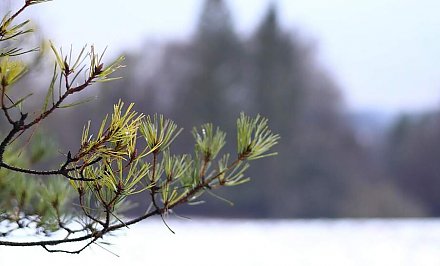 Сильный ветер и снег прогнозируют в Беларуси 4 января