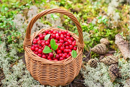 Бруснику в Гродненской области разрешено собирать с 20 августа