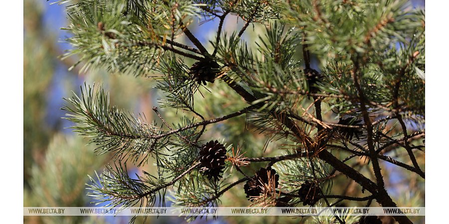 Красный уровень опасности, местами дожди: погода в Беларуси на сегодня