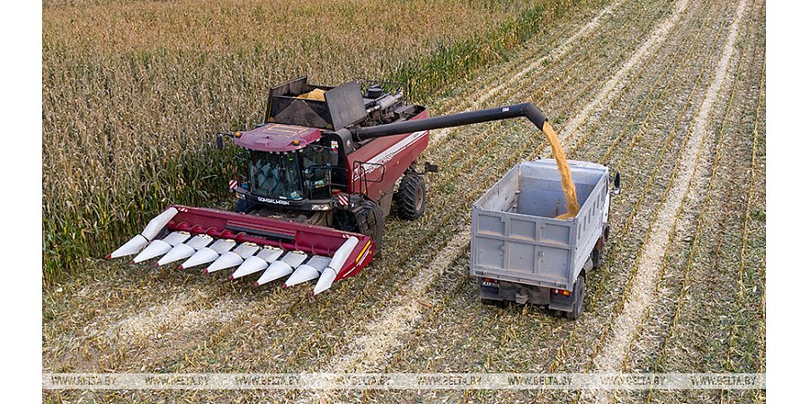 В Беларуси намолотили 10,8 млн тонн зерна с учетом рапса и кукурузы