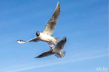 Погода 23 июля: оранжевый уровень опасности из-за сильных ливней и грозы, возможен град и до +27 °С