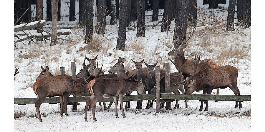 Рацион разнообразный и обильный. Как в Гродненской области подкармливают копытных диких животных
