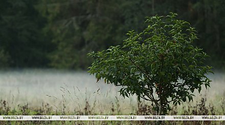 Грозы и дожди пройдут на большей территории Беларуси