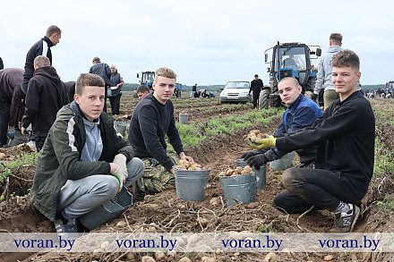 Без картошки никак. В Вороновском районе копают второй хлеб