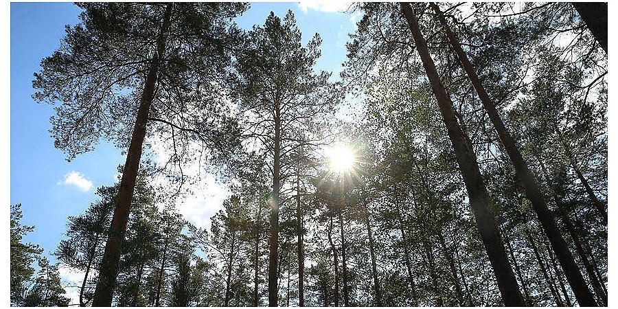 Во всех районах Гродненской области ограничено посещение лесов