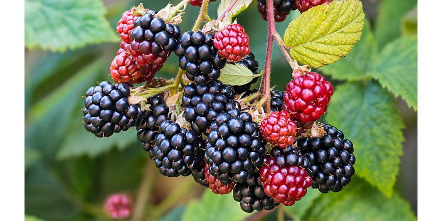 Народные приметы на 4 августа 2025 года: что можно и нельзя делать в этот день