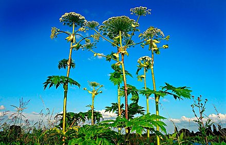 Не только борщевик и золотарник: что из себя представляют инвазивные растения и почему они вредят людям и экологии?