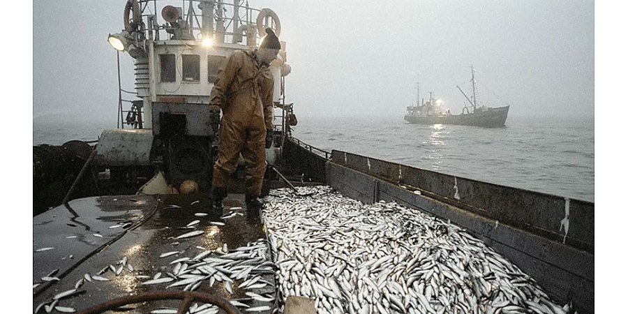Россия выделила Беларуси квоты на вылов рыбы в Баренцевом и Балтийском морях на 2021 год