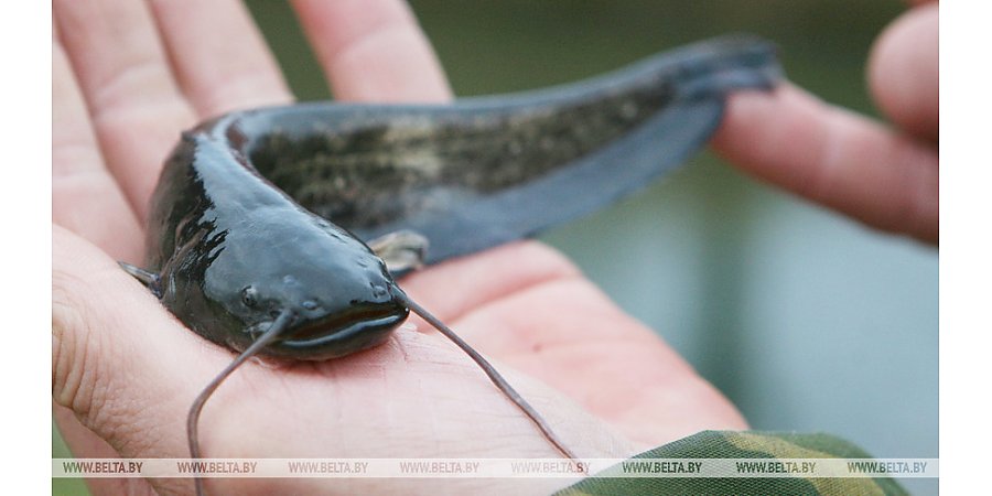 Запрет на лов сома и сига чудского вводится в Беларуси с 1 ноября