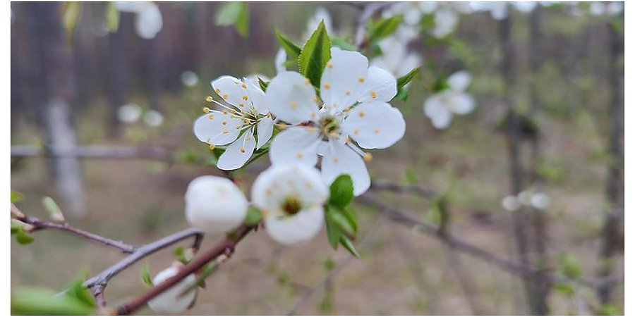 Сильный порывистый ветер ожидается в Беларуси 15 апреля