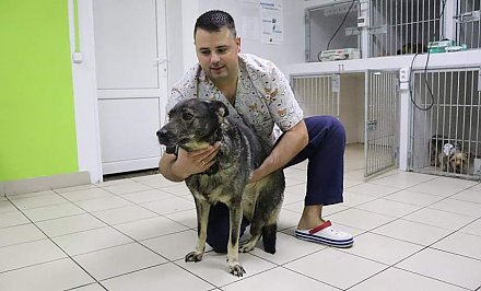 В Лиде проведена уникальная для Беларуси операция по вживлению бионического протеза вместо задней конечности у собаки