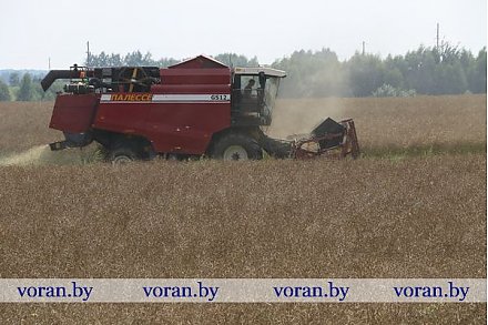 На утро 25 июля общий намолот зерна на Гродненщине превысил 300 тысяч тонн
