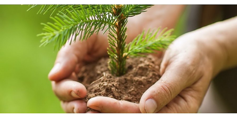 Да будет лес! В Вороновском районе пройдет "Неделя леса"