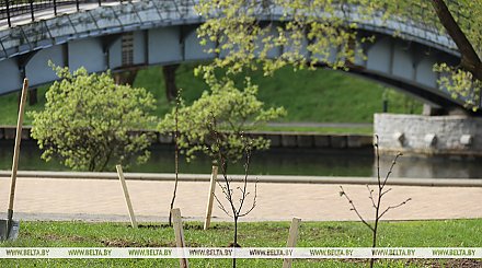 Единый день озеленения проходит в Беларуси