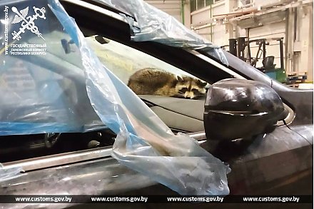Гродненские таможенники и сотрудники РУП «Белтаможсервис» обнаружили необычного пассажира