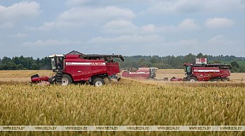 В Беларуси намолотили 6,6 млн тонн зерна