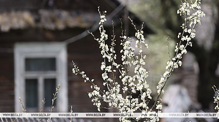 Ветрено и без осадков. Синоптики рассказали о погоде 24 апреля