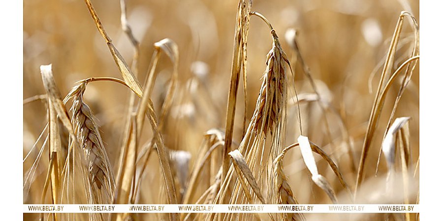 В Беларуси намолочено почти 448 тыс. тонн озимого ячменя