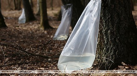 "Сокодвижение должно быть интенсивное". Когда начнут заготовку березового сока в Гродненской области