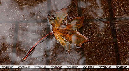 Оранжевый уровень опасности из-за дождей объявлен в Беларуси на 25 октября