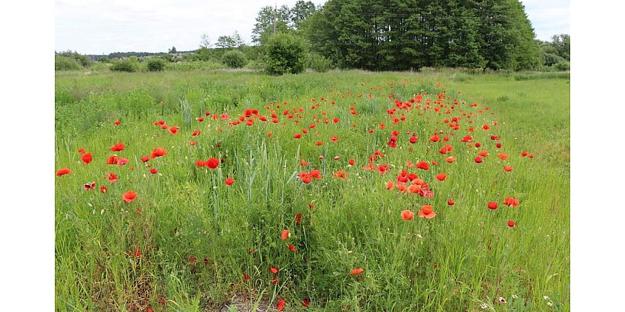 За две недели в Гродненской области уничтожено свыше 120 кг мака