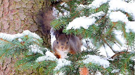 Оранжевый уровень опасности объявлен в Беларуси на 21 января из-за усиления ветра