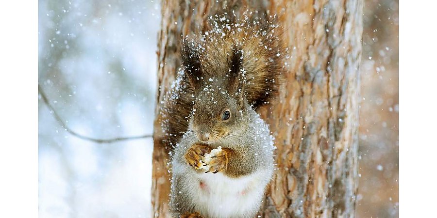 Небольшой снег, гололедица и до 6 градусов мороза ожидается в Беларуси 27 декабря