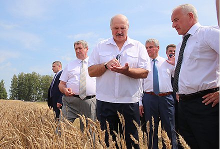 Тема недели: Лукашенко ознакомился с ходом уборочной в регионах