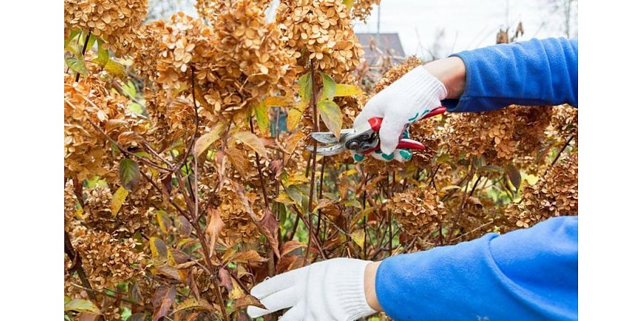 Грамотная обрезка гортензии. Сроки, тонкости, нюансы