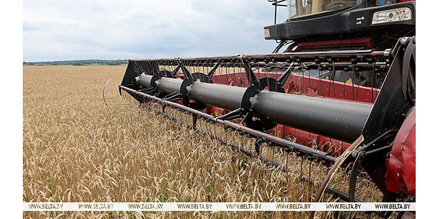 Свыше 9,8 млн тонн зерна с рапсом и кукурузой намолочено в Беларуси