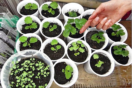 Вырастить клубнику из семян под силу каждому: собрали советы и рекомендации