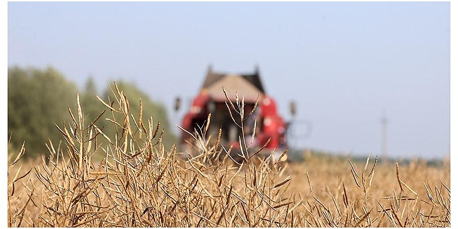 В Беларуси намолочено почти 7,1 млн тонн зерна с учетом рапса