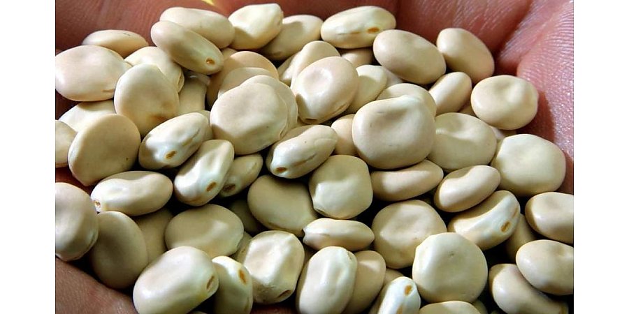 На Гродненщине в порядке эксперимента будут выращивать альтернативу сое