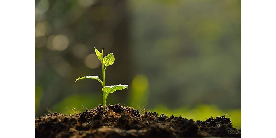 В Беларуси допущены к использованию 129 новых сортов сельхозрастений