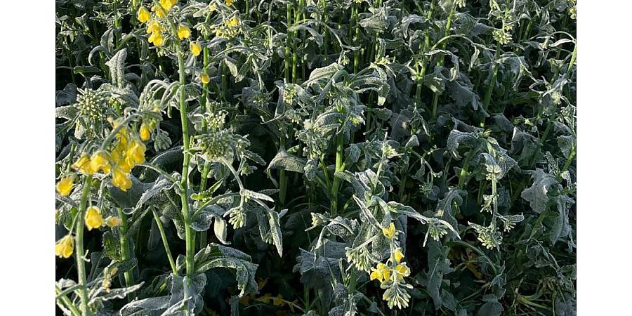 Ночные заморозки негативно сказались на посевах в Гродненской области