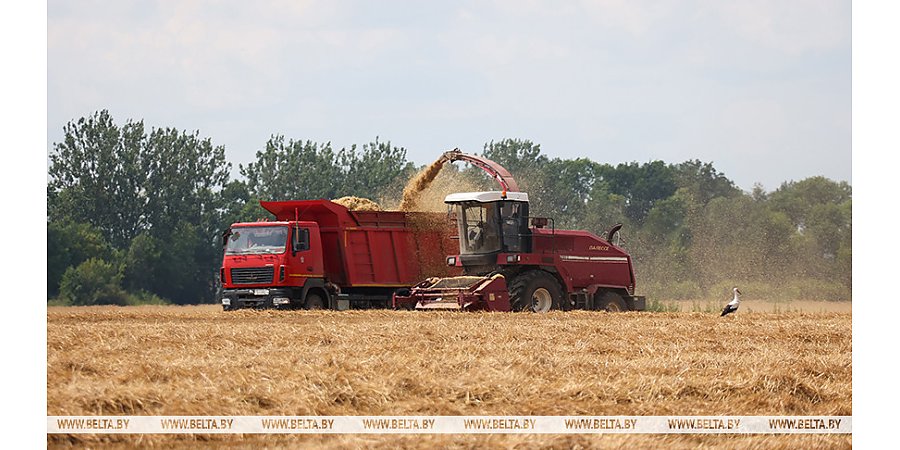 Массовая уборка озимого ячменя началась в Беларуси