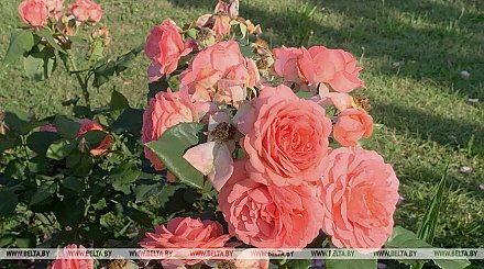 "В Беларусь возвращается жаркая погода". Синоптики рассказали, чего ждать с 9 по 14 июля