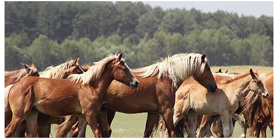 Зельва отметит 300-летний юбилей знаменитого "Анненского кирмаша"