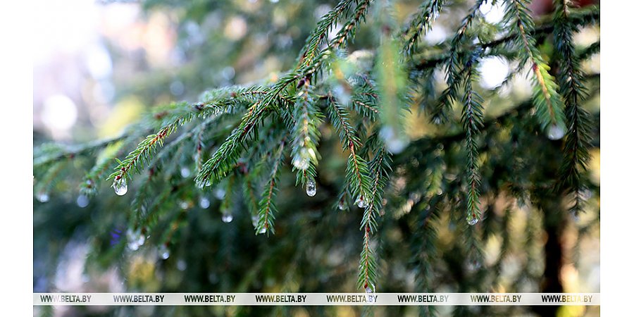 До +14°С и дожди ожидаются сегодня в Беларуси