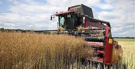В Беларуси намолотили более 4 млн тонн зерна с учетом рапса