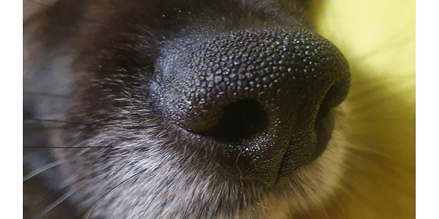 В Республике Корея приняли законопроект о запрете употребления в пищу собачьего мяса