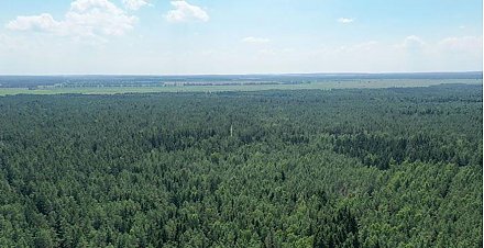 В Беларуси за сутки в лесах потерялись восемь человек